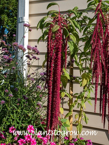 Love Lies Bleeding Amaranth (Amaranthus caudatus) 
This floral inflorescence was over 16 inches long.